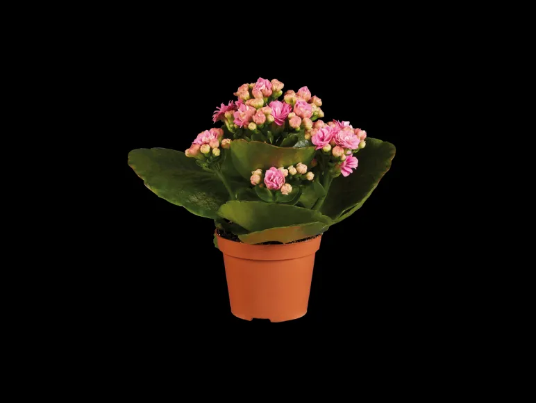 Gekleurde kalanchoe< Sale